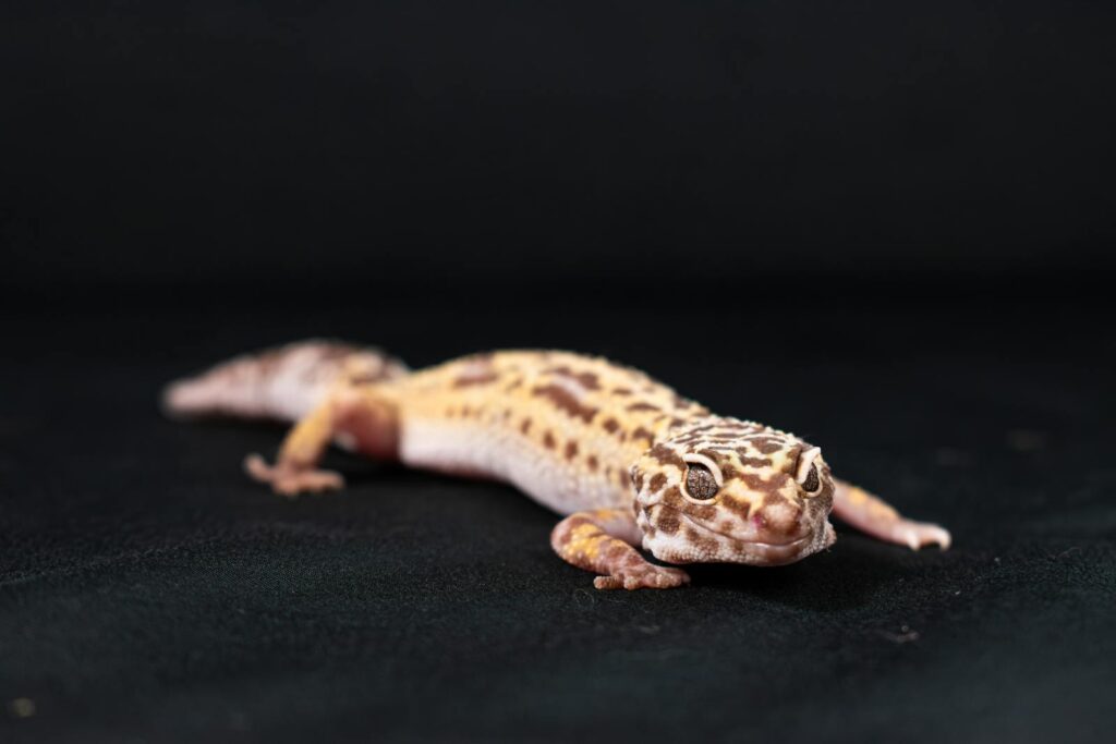 A detailed close-up of a leopard gecko on a dark background, showcasing its unique skin patterns.