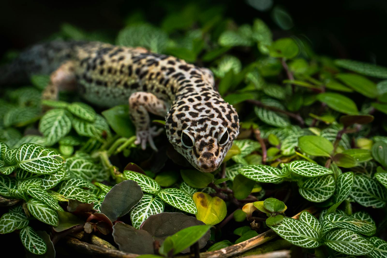 Close-up of a leopard gecko camouflaged among greenery, showcasing its vibrant colors and patterns.