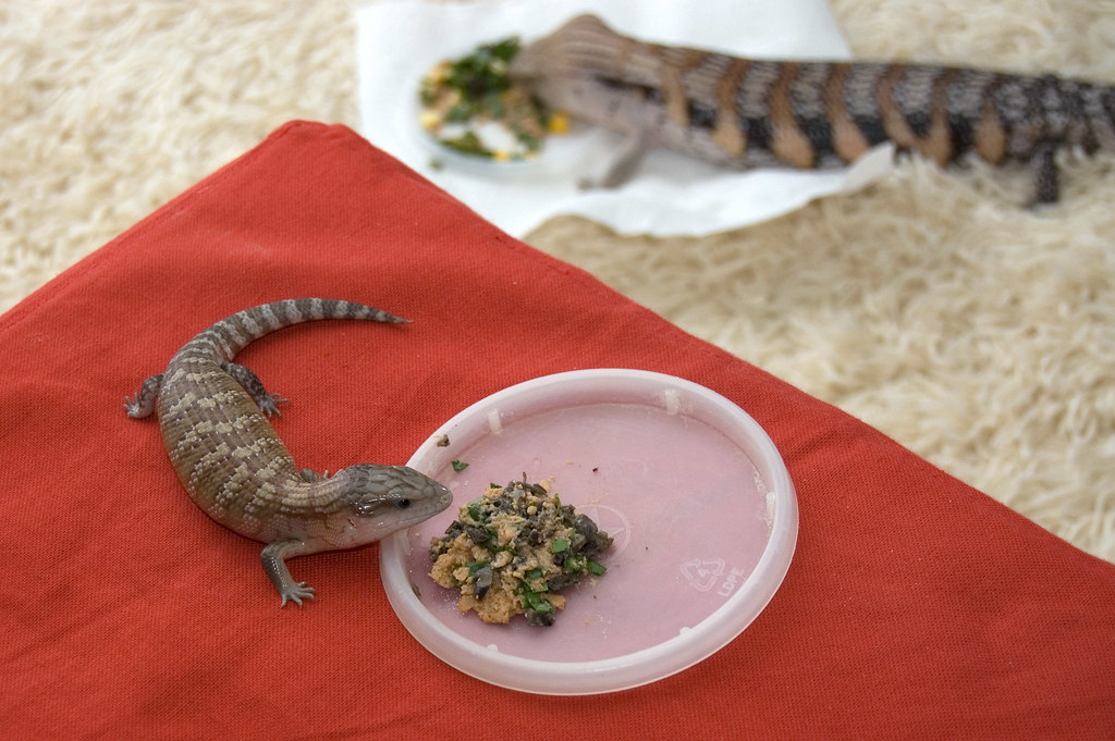 Special Dietary Needs of Juvenile Lizards