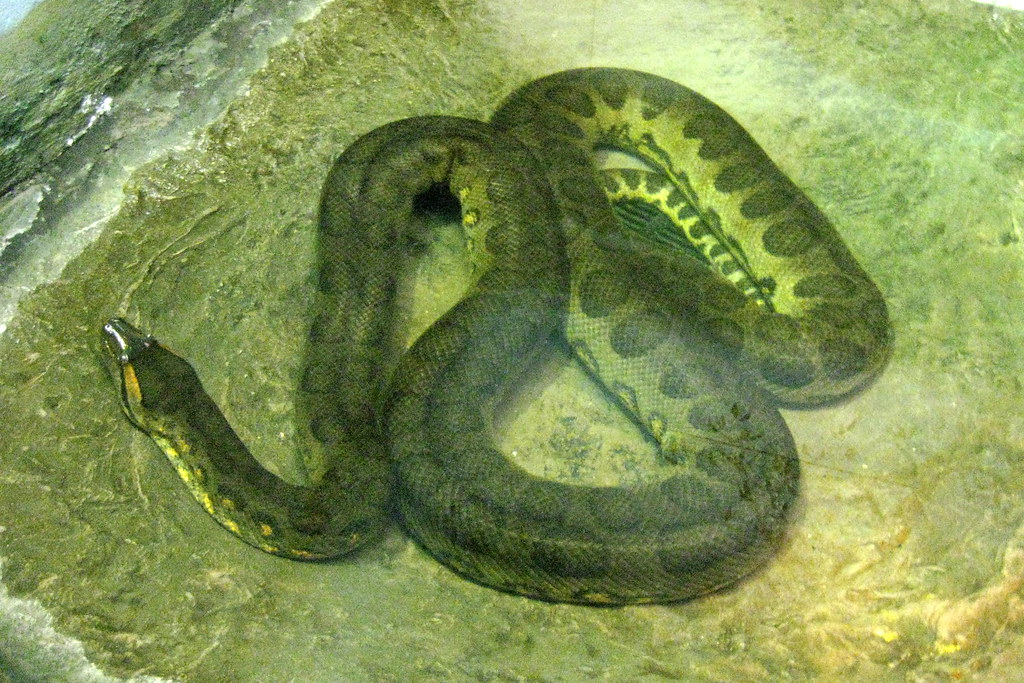 Reptiles to Avoid: Large Constrictors
