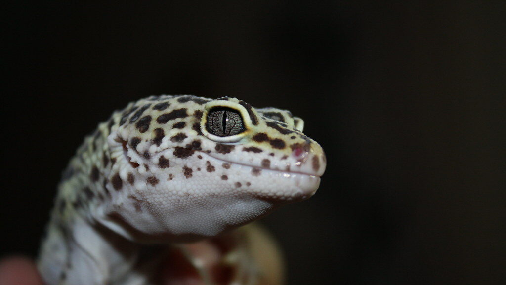 Leopard Gecko in a hand with a black background