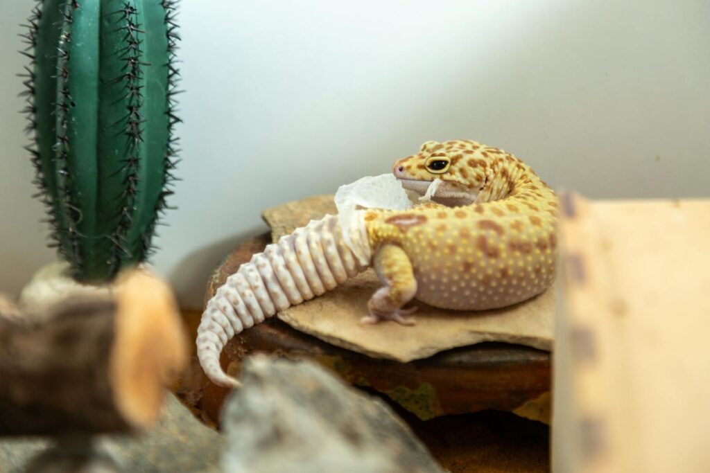 Close-up of a leopard gecko shedding skin next to a cactus on a sandy surface.