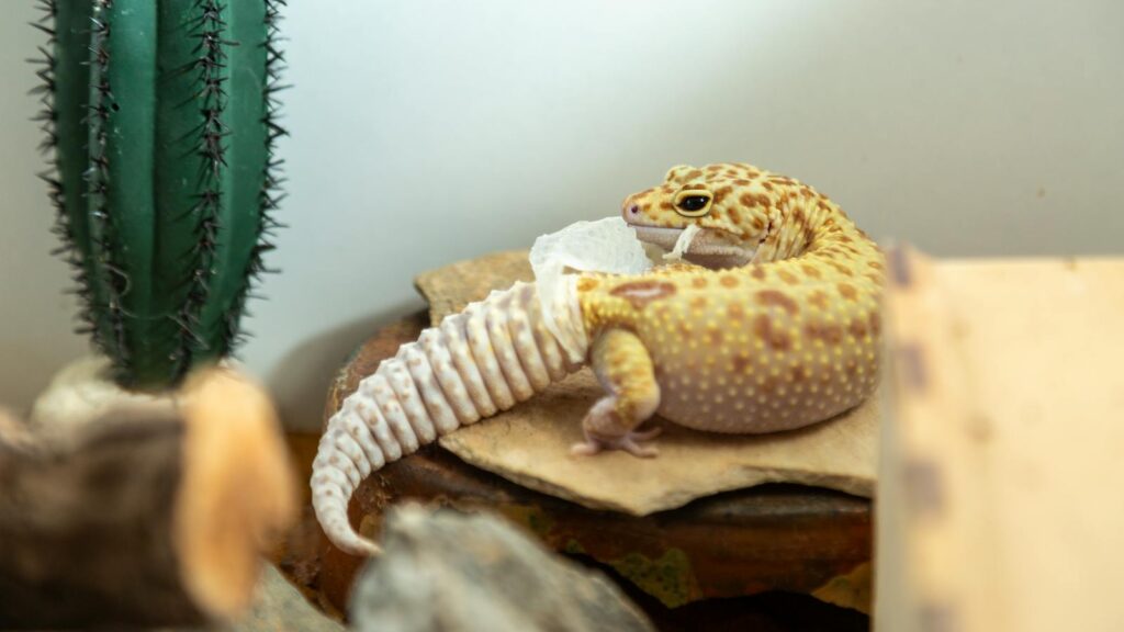 Close-up of a leopard gecko shedding skin next to a cactus on a sandy surface.