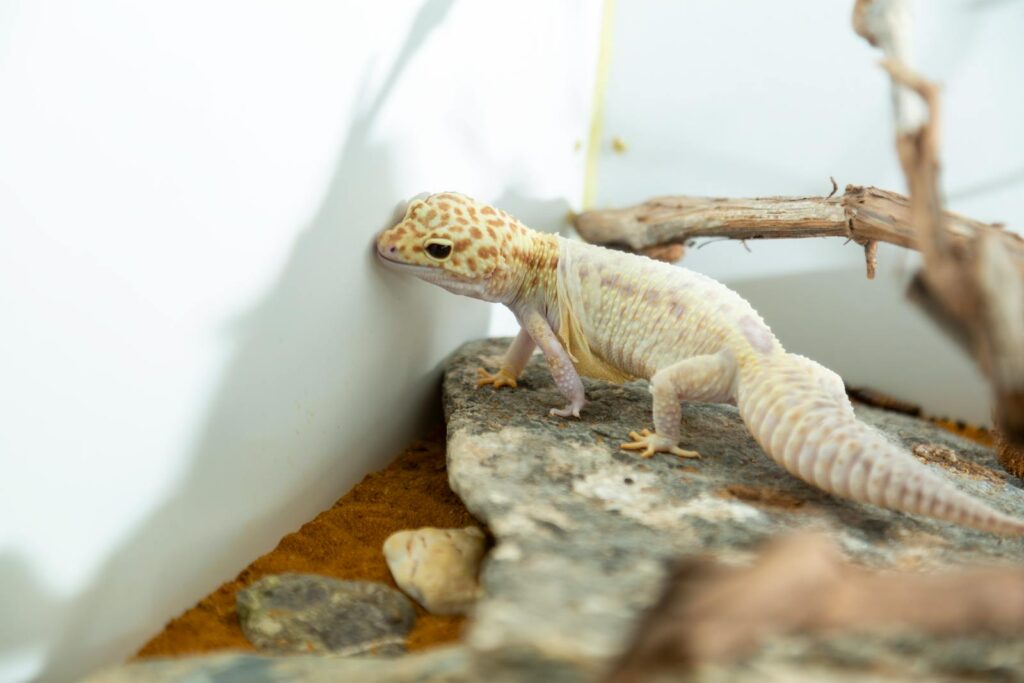 Leopard gecko exploring its habitat, showcasing distinctive spotted pattern.