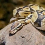 A vibrant ball python resting on a tree trunk, showcasing intricate patterns and textures.