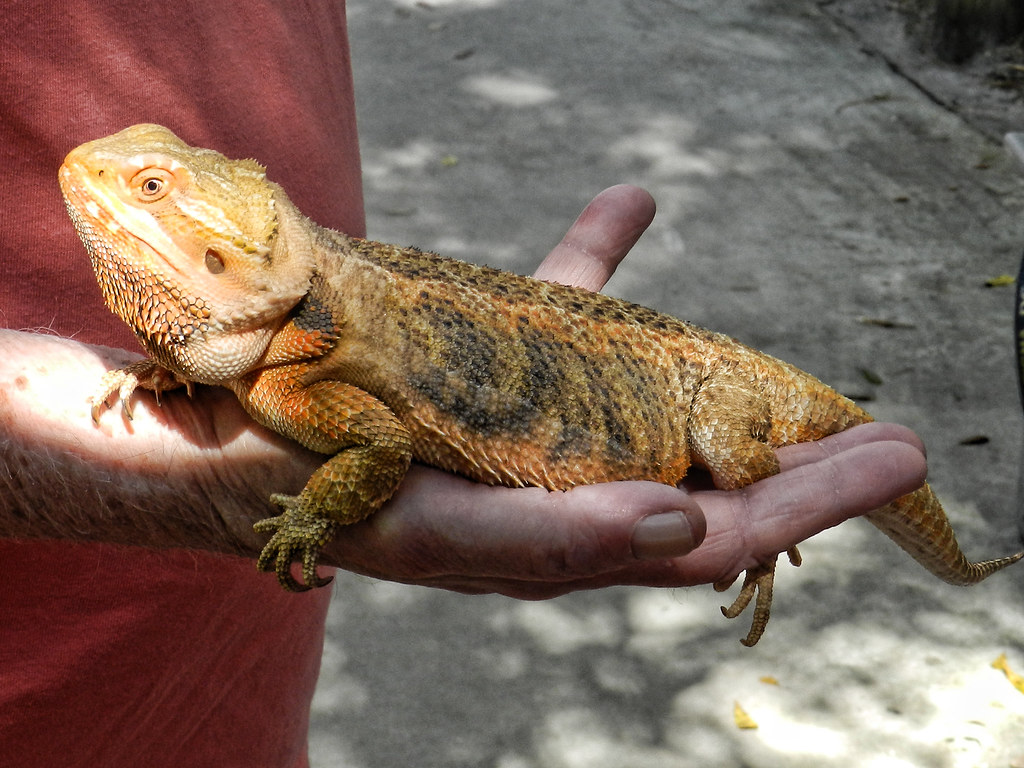 bearded dragon laying in the palm of an individual