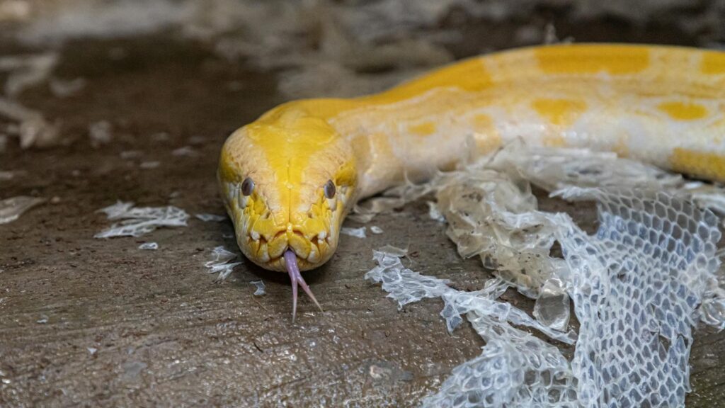 Detailed close-up of a yellow python shedding its skin in a natural outdoor setting.