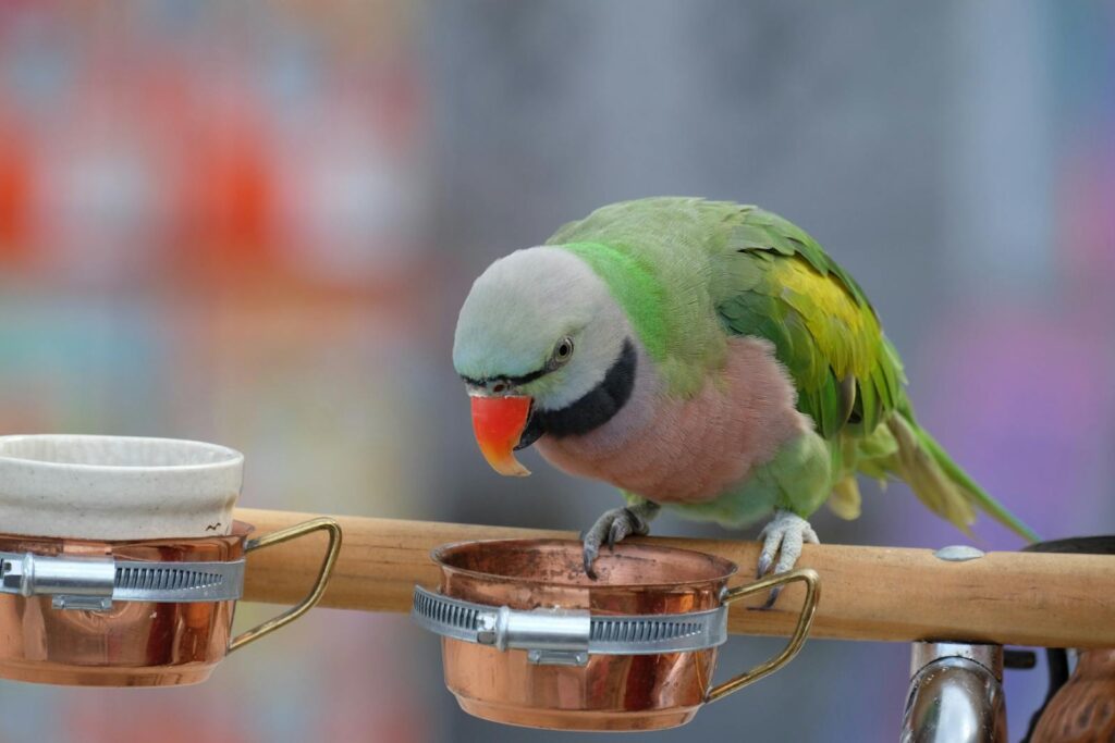 Colorful red-breasted parakeet perched indoors, feeding from a bowl.