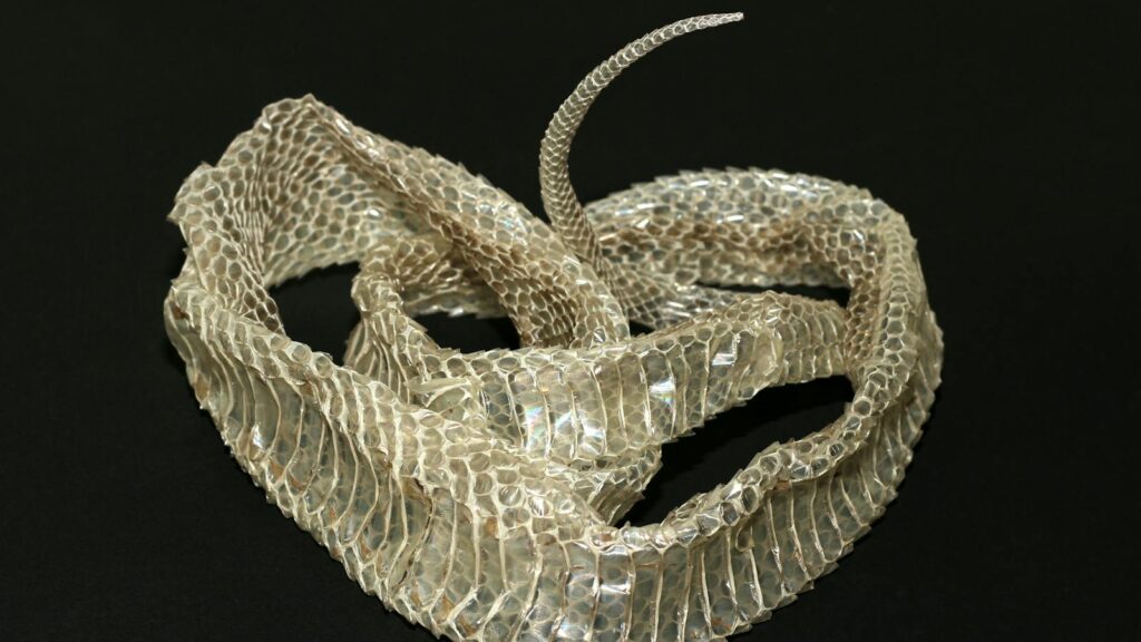 Close-up view of a snakeskin, showing its texture and pattern on a dark background.