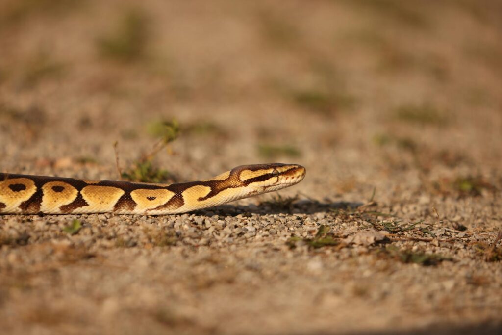 Ball python slithering on a sunlit gravel pathway outdoors.