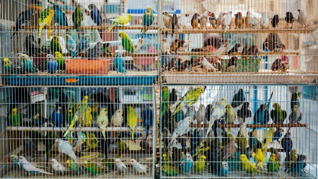 Colorful birds in cages at a bustling market, showcasing avian diversity and commerce.
