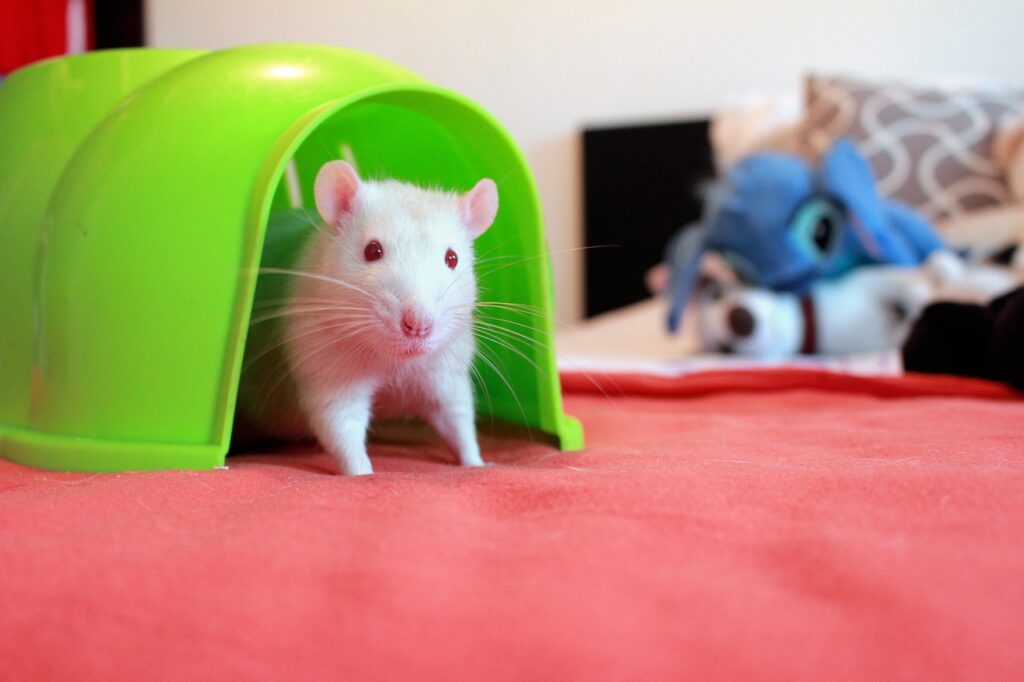 rat home, albino rats, rat house, the white rat, rat red-eye, adult rat, albino, rat, rat home, rat home, albino rats, albino rats, rat house, rat, rat, rat, rat, rat