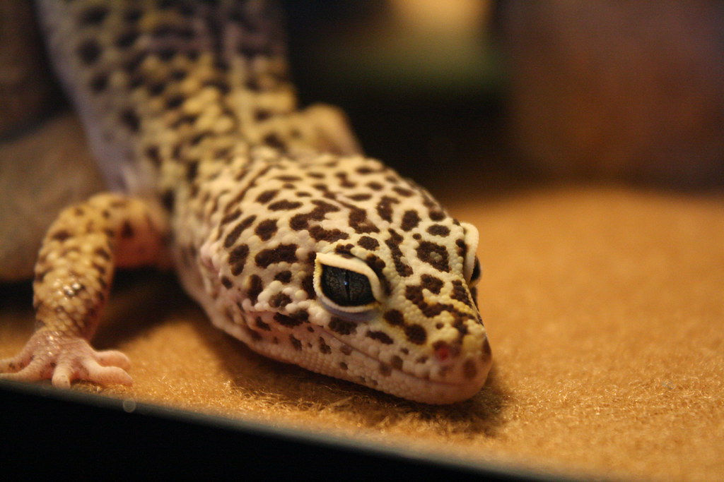 leopard gecko moving down its enclosure