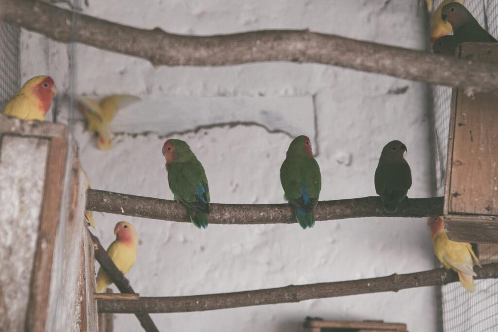 A variety of colorful lovebirds perched inside an aviary showcasing vibrant hues.