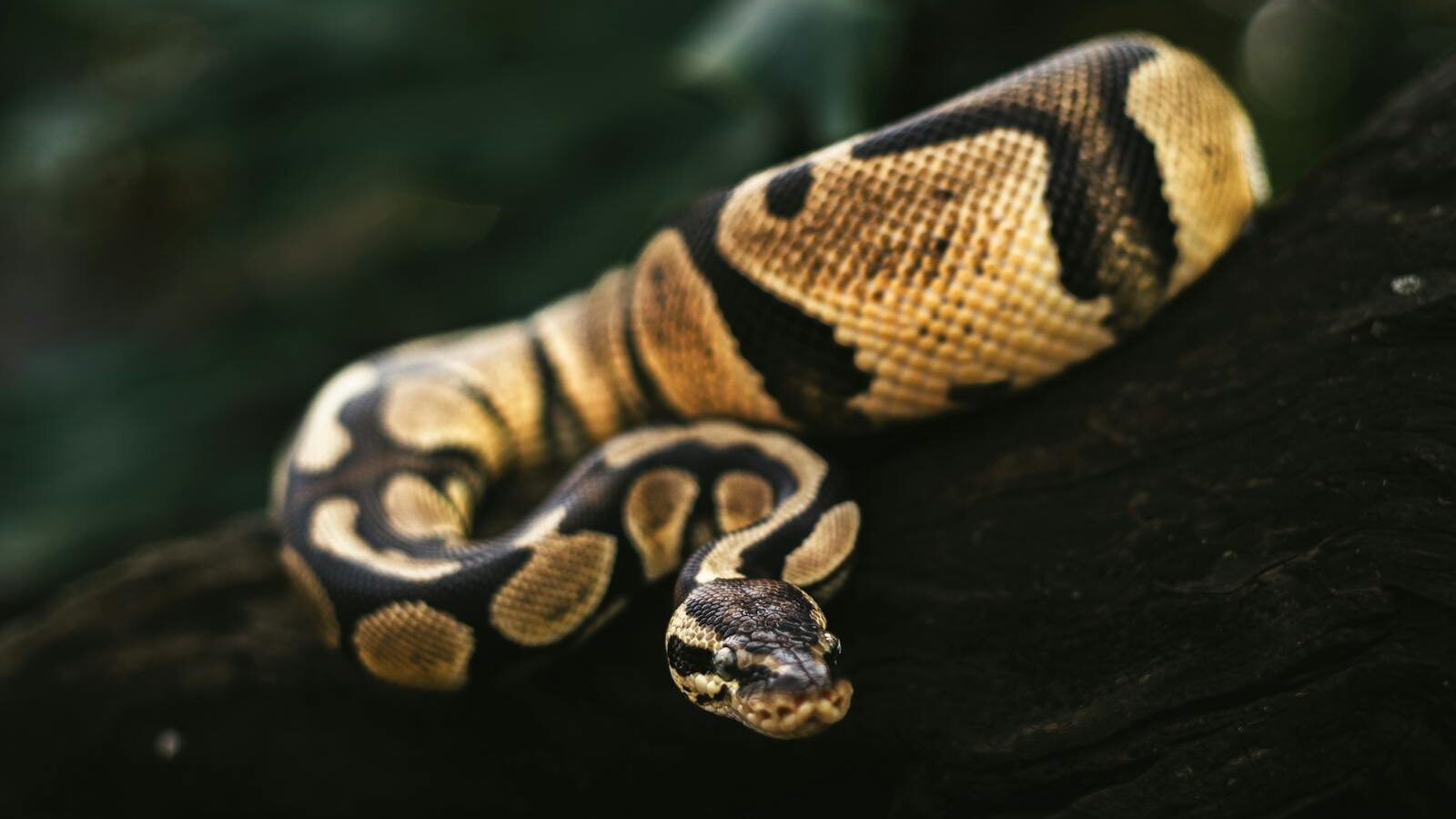 Vibrant ball python resting on a log under dim lighting.