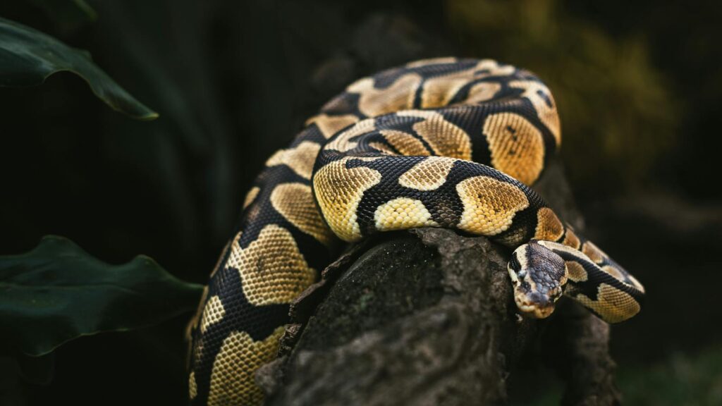 A ball python elegantly rests on a tree branch in a dark forest setting.