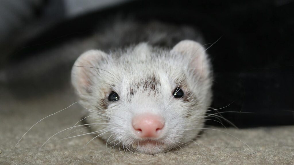 Close-up image of an adorable ferret resting indoors, showcasing its charming expression and soft fur.