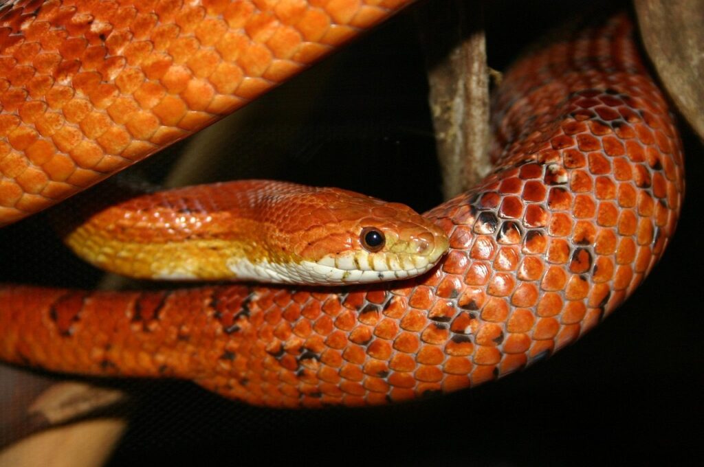 orange, corn, snake, pattern, snake, snake, snake, snake, snake