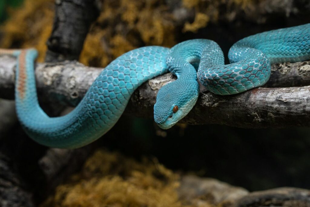 Striking close-up of a vibrant blue viper coiled on a branch in natural habitat.