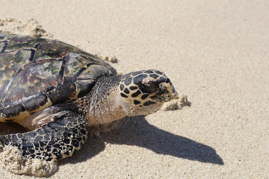 Climate Change as a Habitat Multiplier