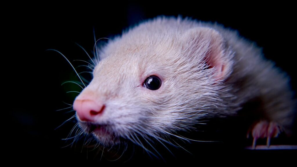 Intimate close-up of an albino ferret with bright eyes and whiskers against a dark background.