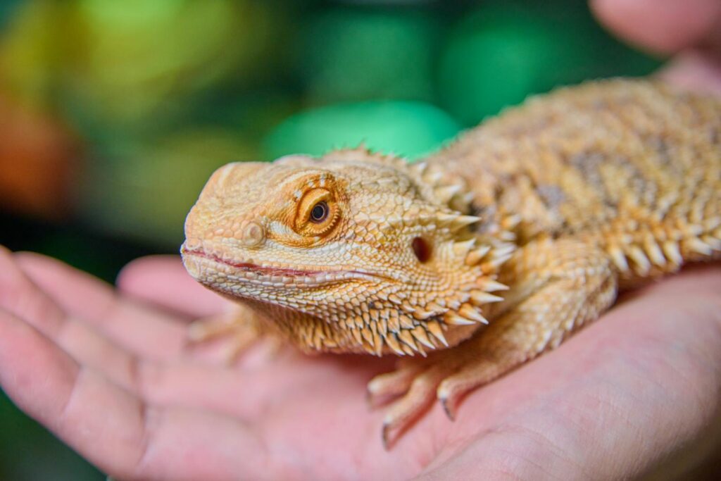 Species-Specific Communication: Bearded Dragons vs. Geckos