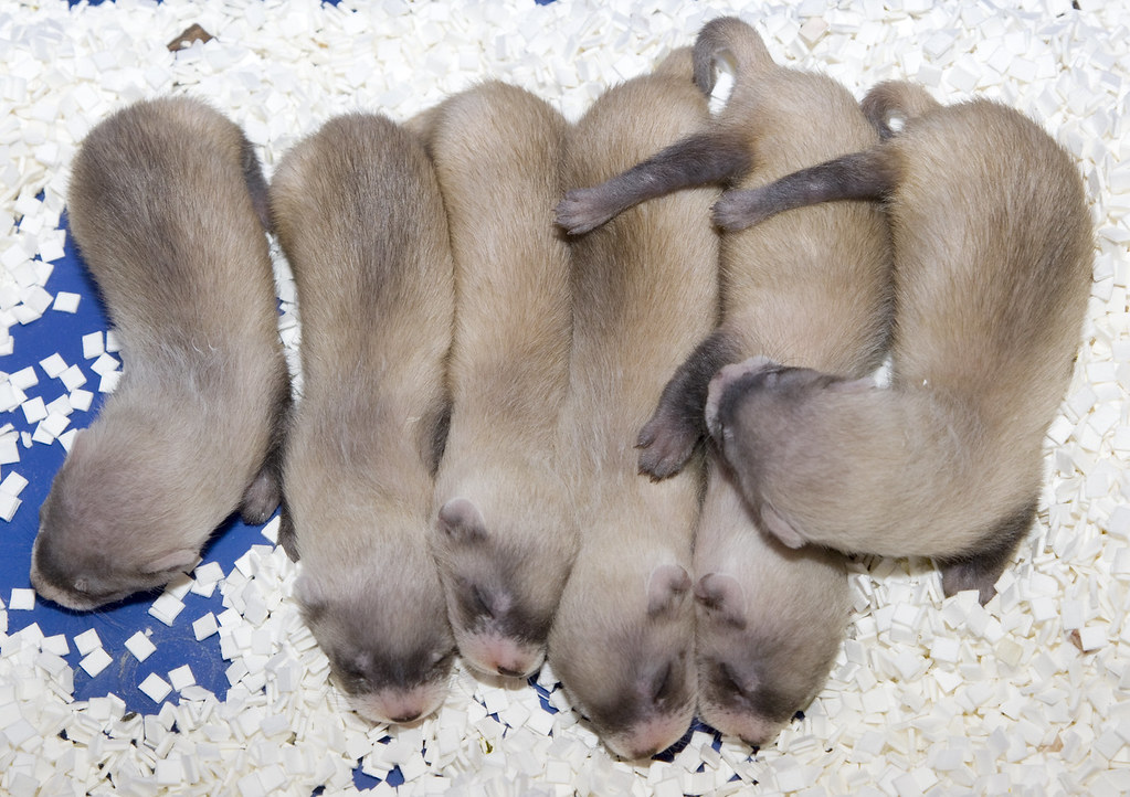 A group of Black Footed Ferrets