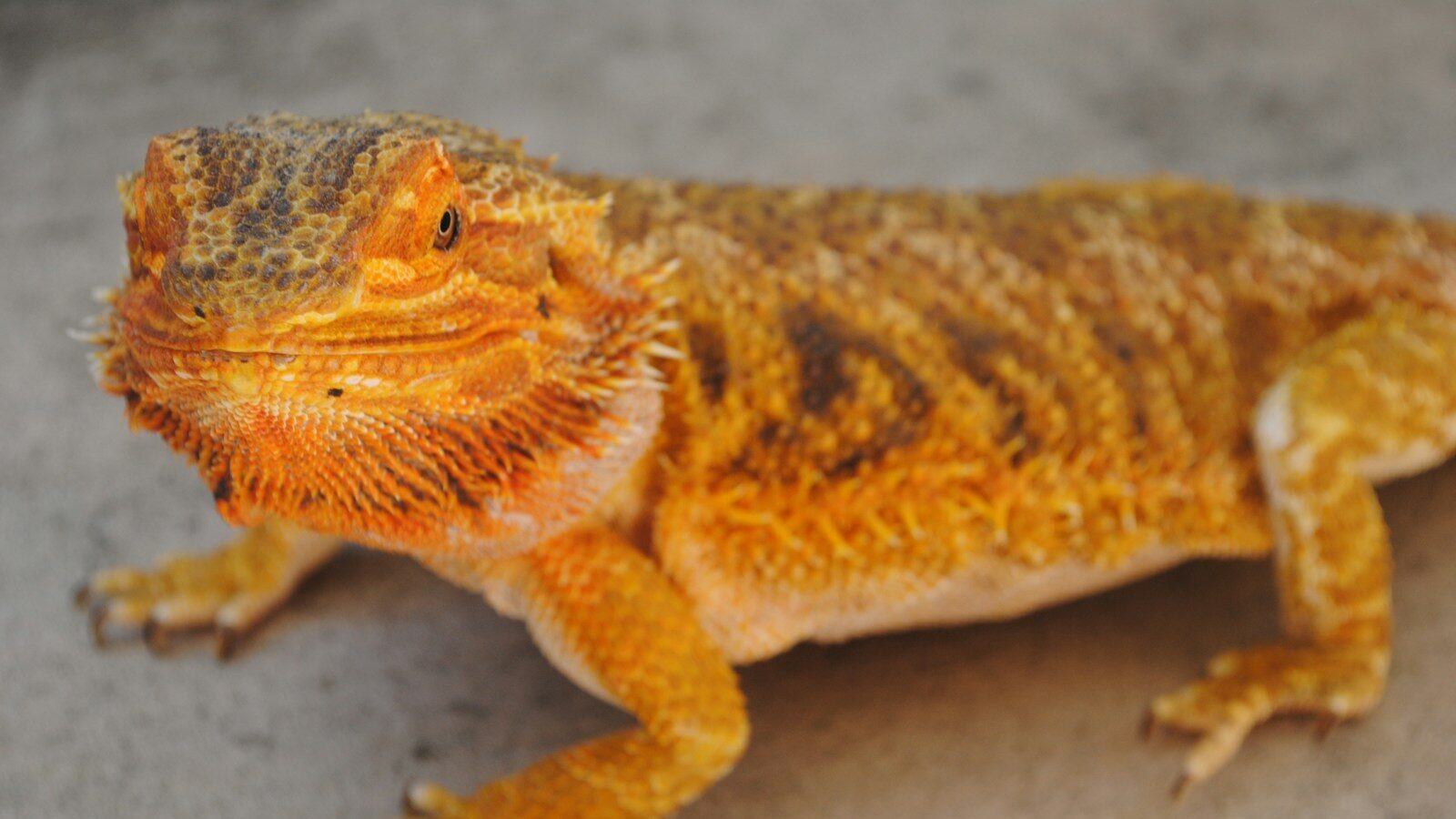 bearded dragon on gray concrete floor