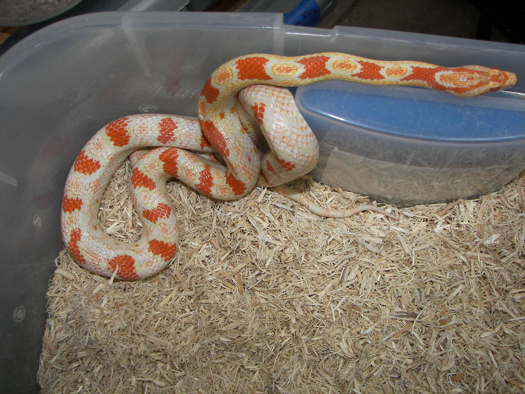 Myth 13: All Corn Snakes Have the Same Care Requirements