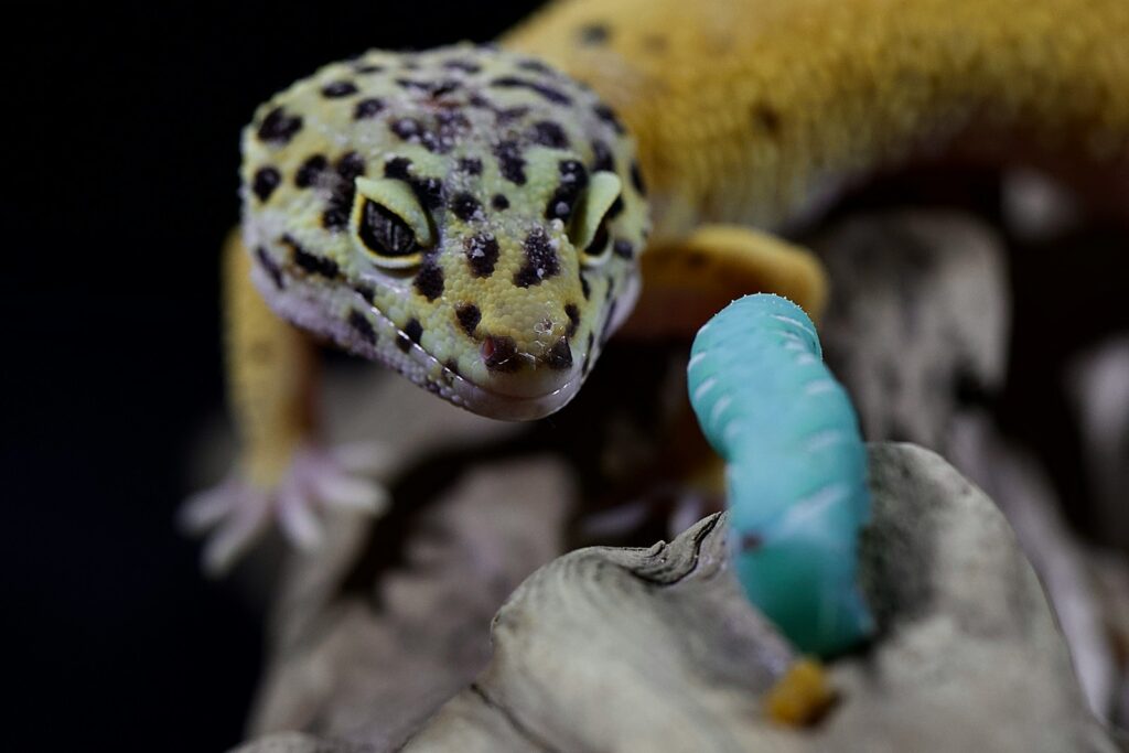 leopard gecko
on gray rock, next to its live food