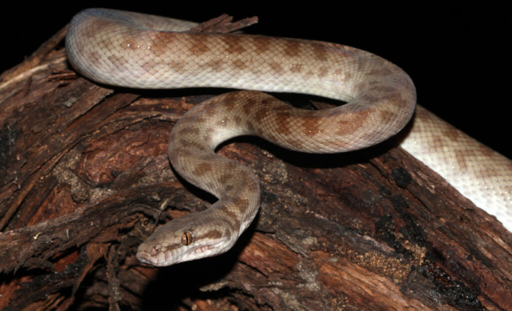 Children's Pythons: Small Australian Constrictors