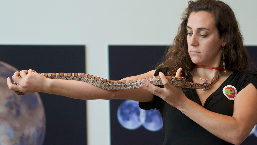 Myth 8: Corn Snakes Don't Need Veterinary Care