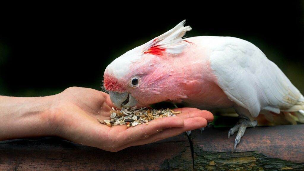 A charming parrot interacting closely with a person as it delicately picks seeds from their open palm.