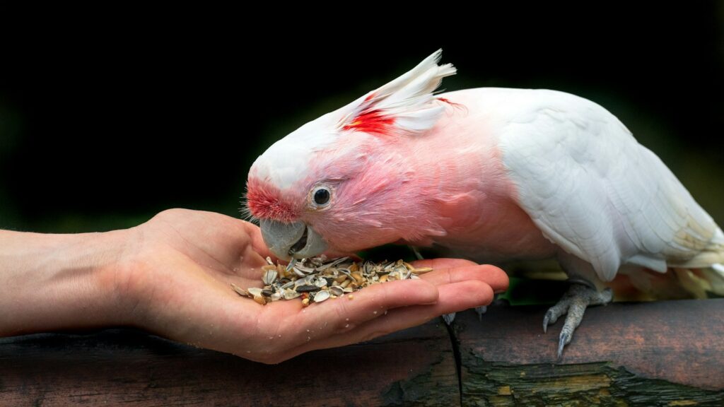 A pink and white bird eating food from a person's hand.
