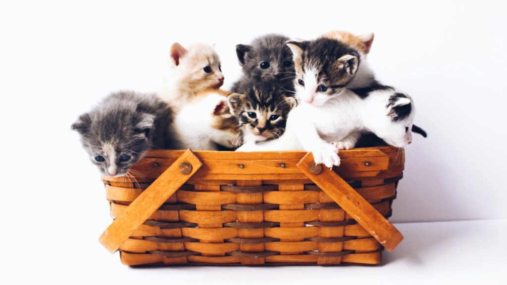 A group of adorbale kittens with various colors (white, grey, tabby) in a woven basket.