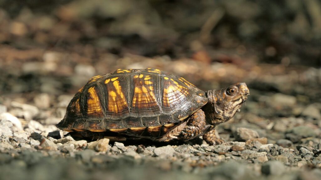 A box turtle, with a high-domed shell patterned with yellow markings, walking across a gravelly path.