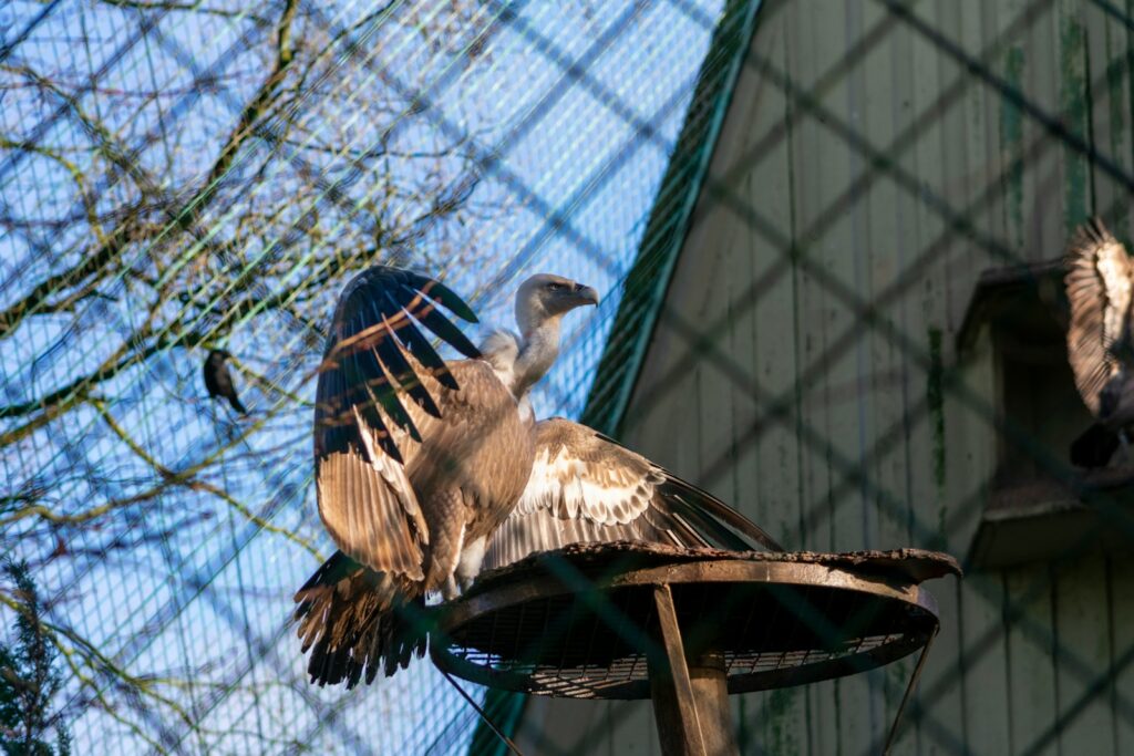 A bird sitting on top of a bird feeder