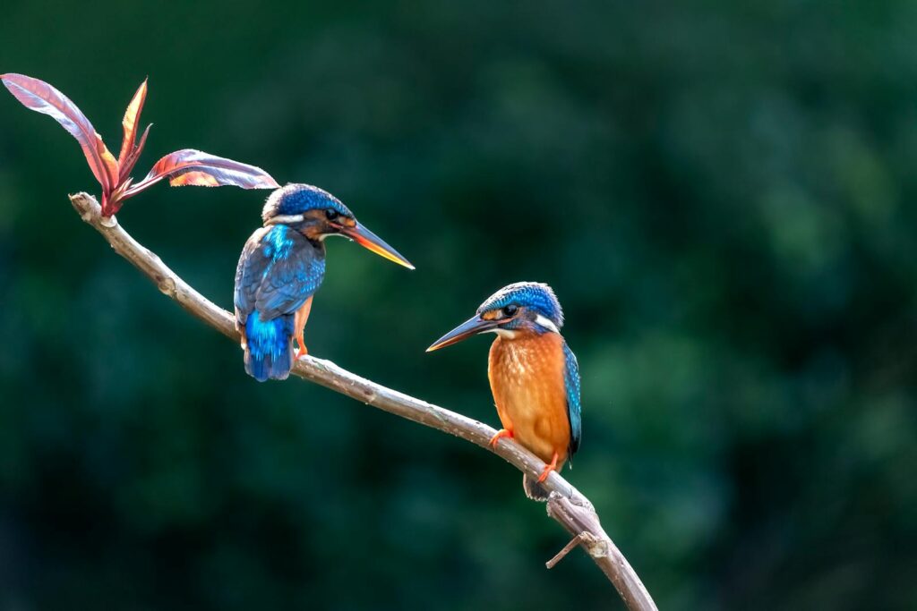 Two vibrant kingfishers perched on a branch, displaying their vivid blue and orange plumage.