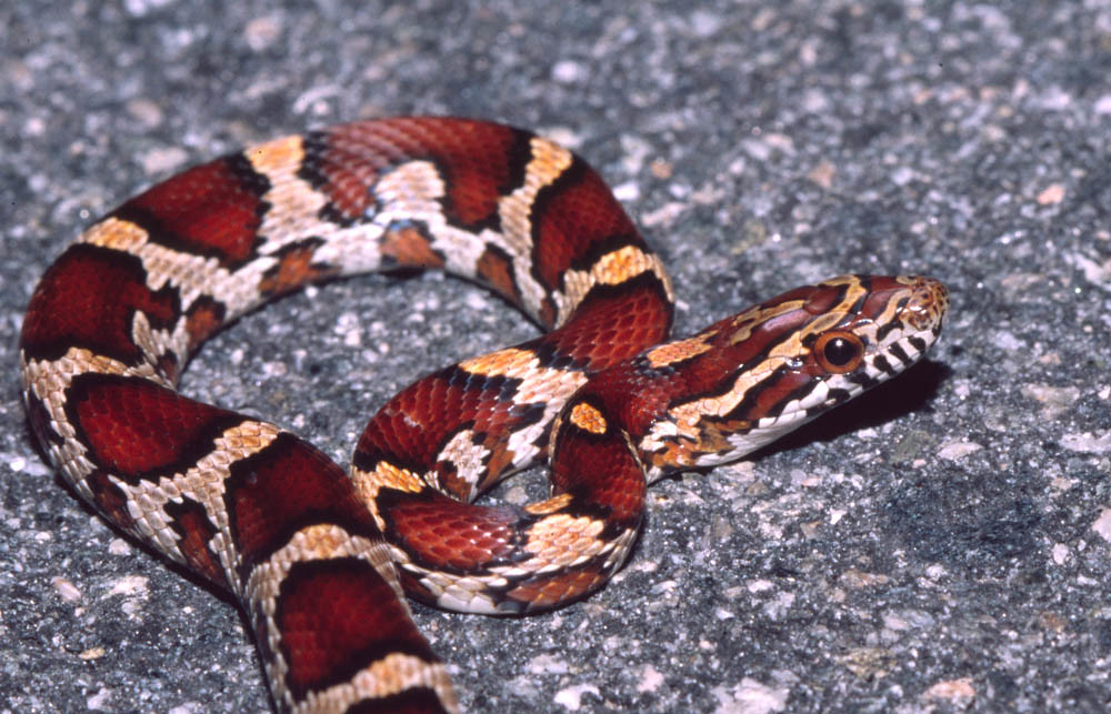 Corn Snake on gravel