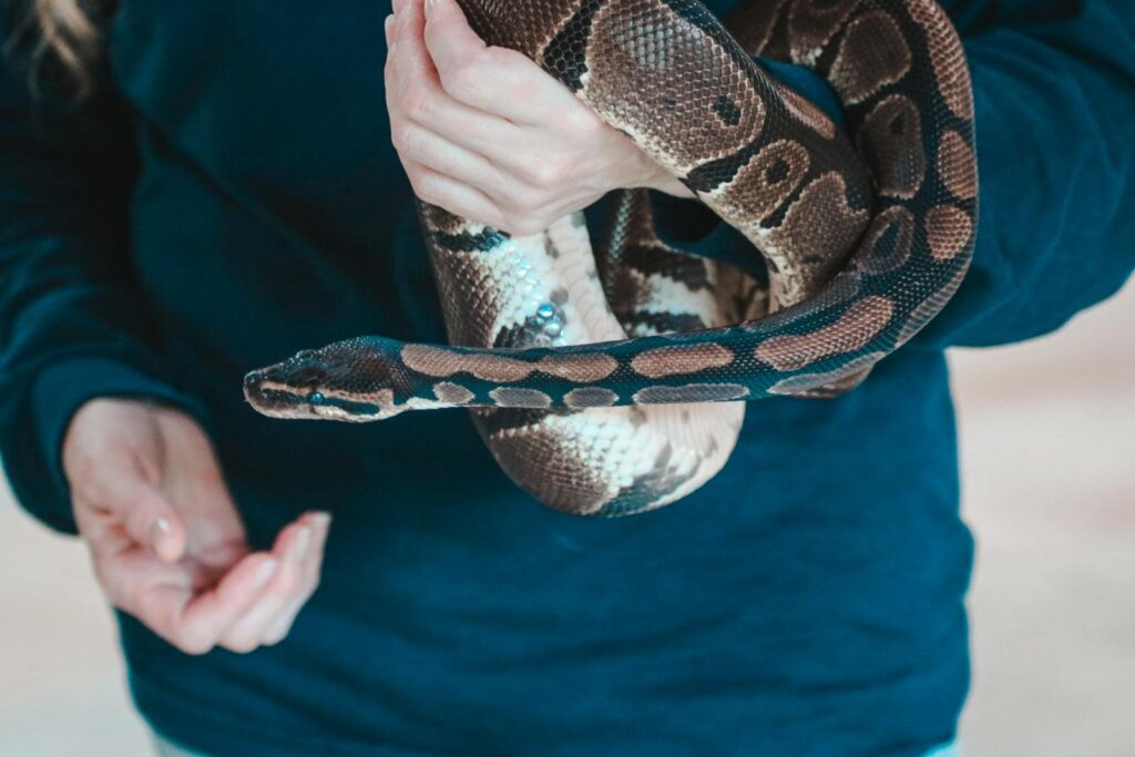 Long-Term Relationships with Ball Pythons