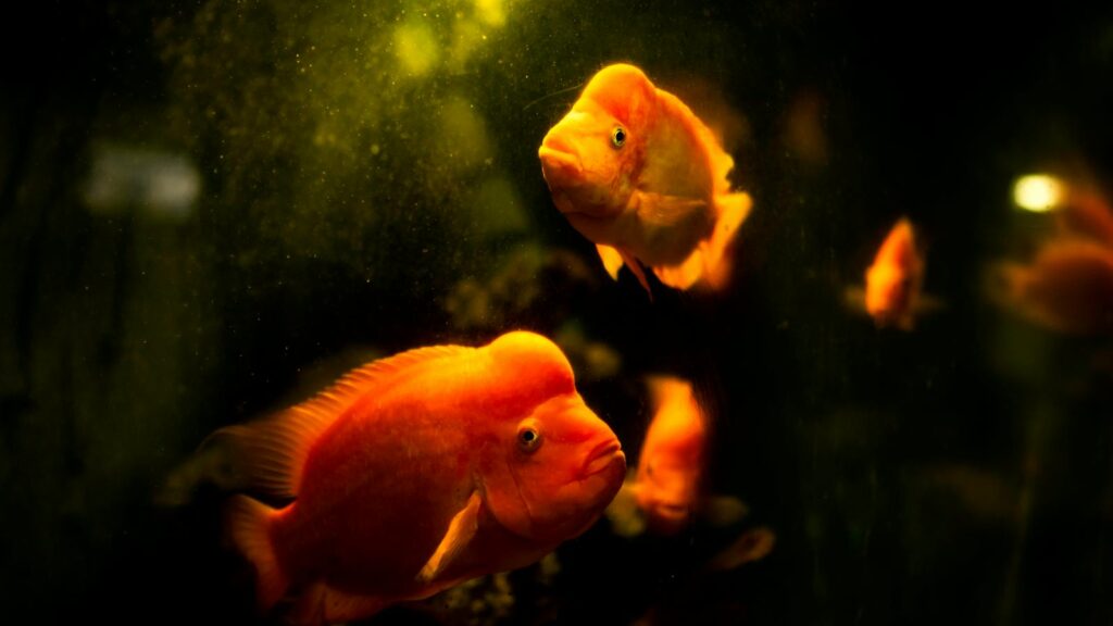 Close-up shot of vibrant parrotfish swimming in an aquarium, showcasing marine life.
