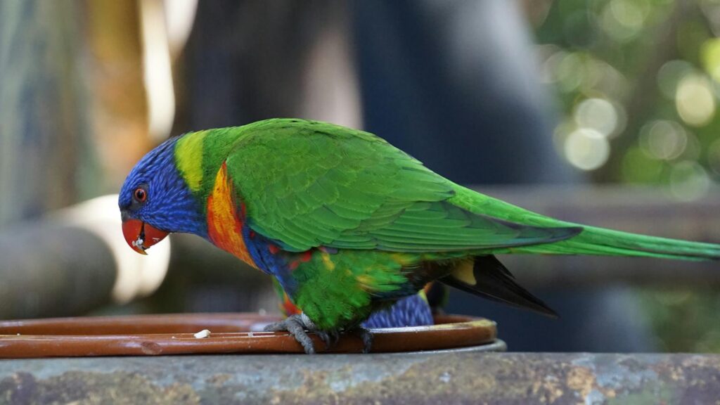 Close-up of a colorful rainbow lorikeet eating from a dish outdoors.