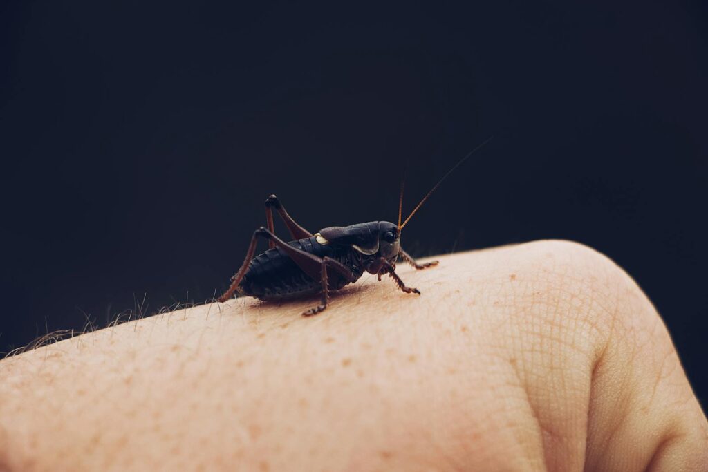 Detailed macro photo of a cricket sitting on human skin showcasing intricate body details.
