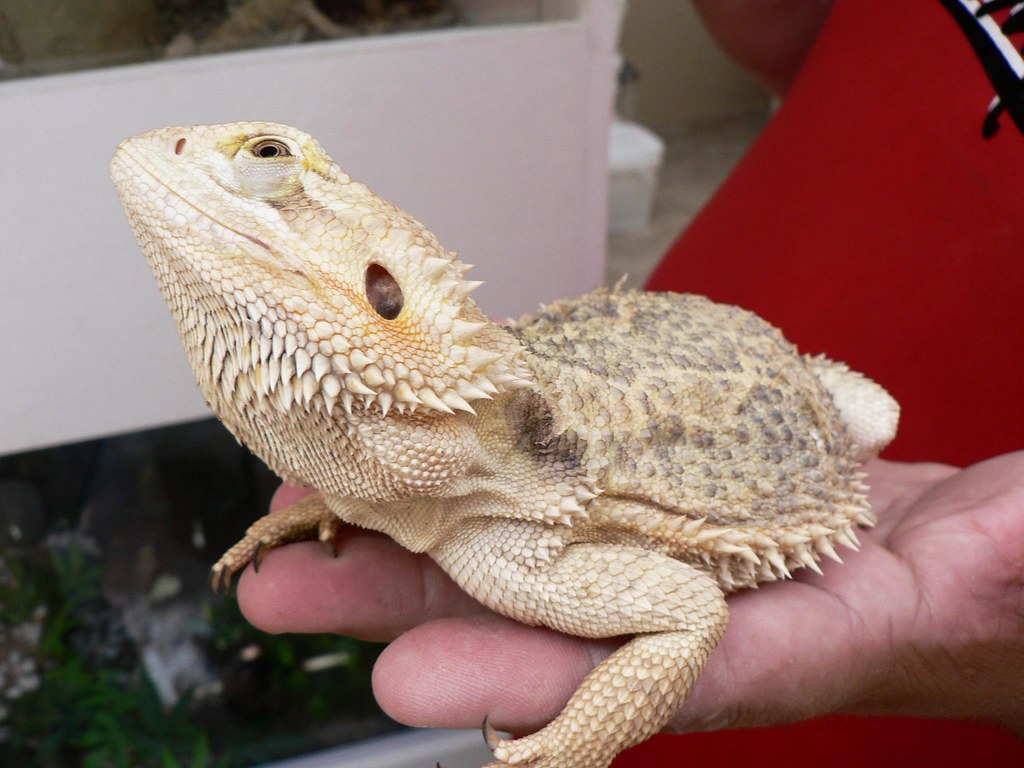 Bearded Dragon in a person's palm