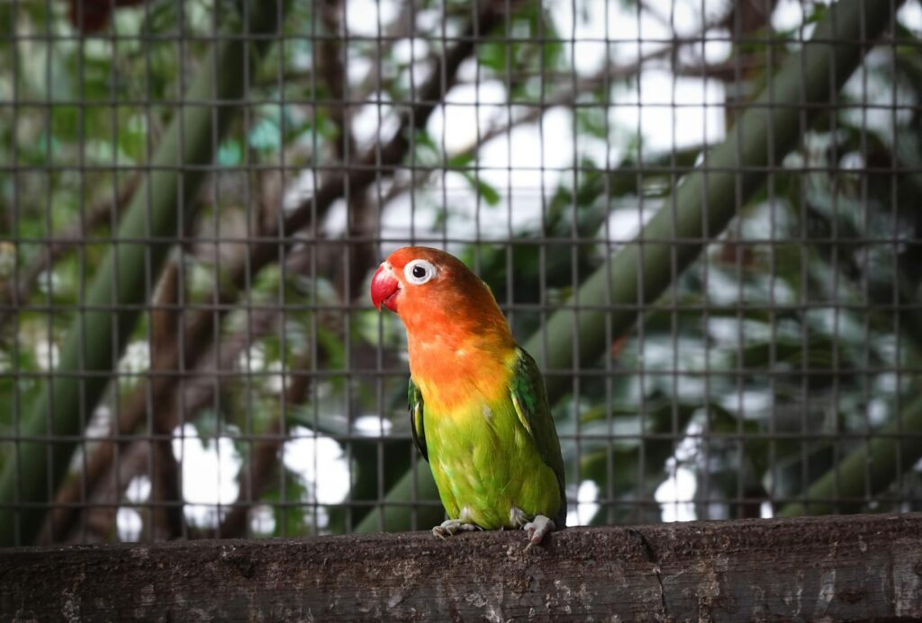 Vibrant lovebird with green and orange plumage perched in an aviary.