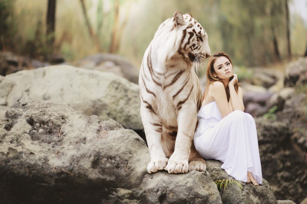 nature, wildlife, white bengal tiger, tiger, predator, big cat, wildcat, dangerous, danger, friendship, royal tiger, indian tiger, majestic, woman, beautiful, beauty, girl, young, friends, love, partner, protector, protection, tiger, tiger, tiger, tiger, tiger, girl, love