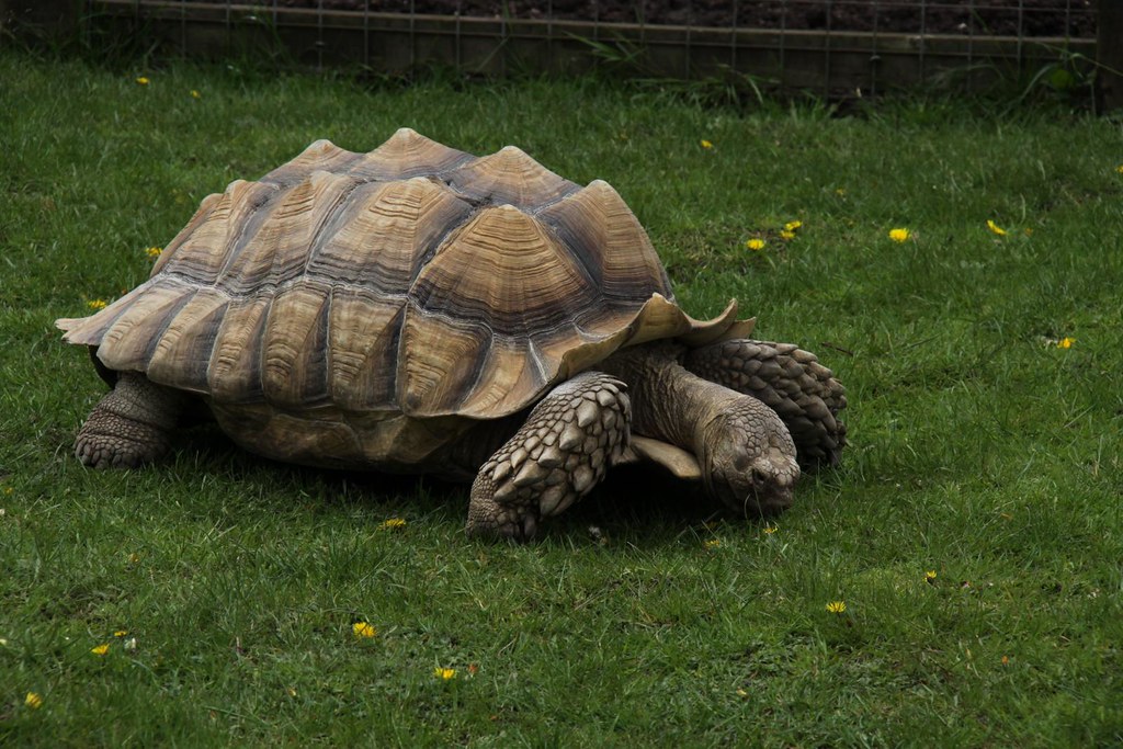 tortoise on grass