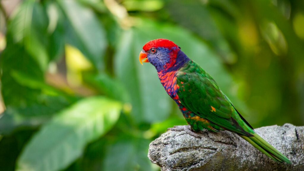 Vibrant parrot with striking colors perched on a branch amidst lush greenery.