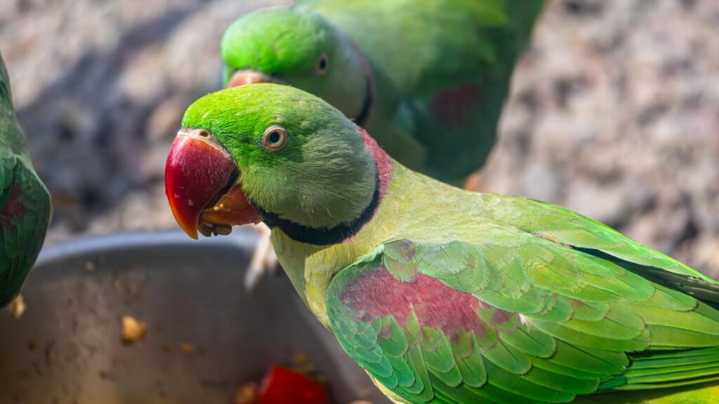 Vibrant green parrots feeding from a bowl outdoors. Perfect for nature or wildlife themes.