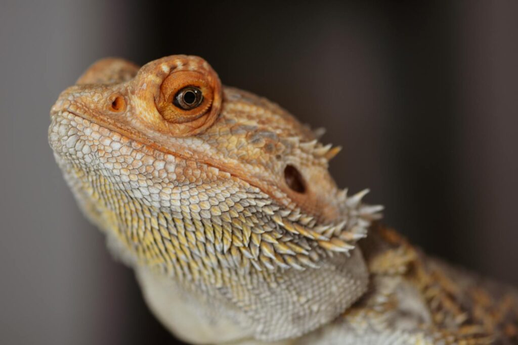 Intricate details of a bearded dragon's scales captured in a close-up portrait.